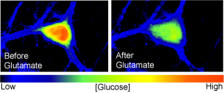 NBDG imaging before and after GLutamate